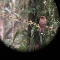 Masked Trogan at the Sachatamia Reserve near Mindo, Ecuador