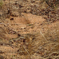 Released into the wild