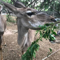 Daily fresh leaves