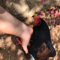 Animaltime