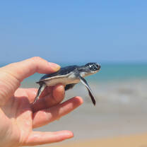 my turtle project