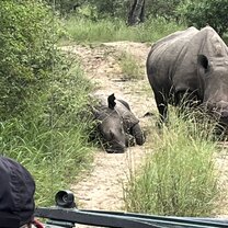 Baby rhino won't get up!