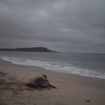 Turtle Checking Out the Mountain on Her Way Back to the Ocean