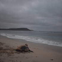 Turtle Checking Out the Mountain on Her Way Back to the Ocean