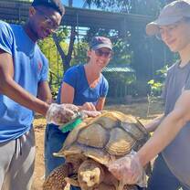 Cleaning tortoises 