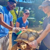 Cleaning tortoises 