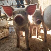 Visiting the local pig farm 