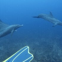 Dolphin encounter