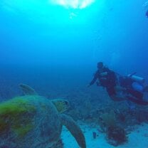 Swimming with Sea Turtle 