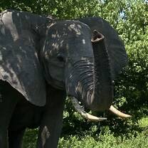 Chobe National Park