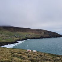Dunmore Head, Dingle Peninsula, Co. Kerry, with sheep