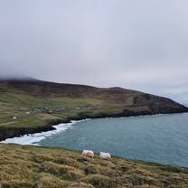 Dunmore Head, Dingle Peninsula, Co. Kerry, with sheep