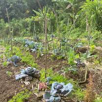 organic farm in St. Vincent