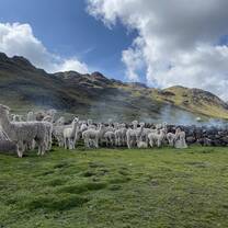 Peruvian Alpaca farm in the Sacred Valley