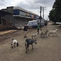 My roommate and local named John with goats on side of road