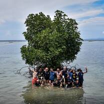 Mangrove planting
