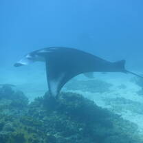 Beautiful reef manta