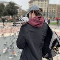 Pidgeons in Placa Catalunya