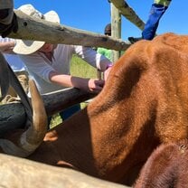 Farm work - including cattle, goats, and sheep.