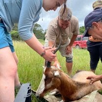 Game capture and relocation.