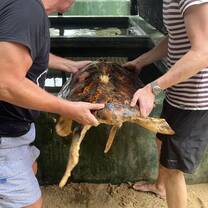 Putting clean Turtle back in tank