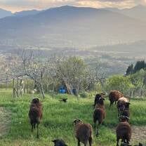 sheep herding in the mountains of northern italy🐏