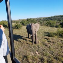 Elephant close encounter 