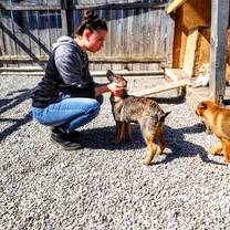 Visiting the dog shelter 