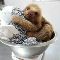 Baby Sloth