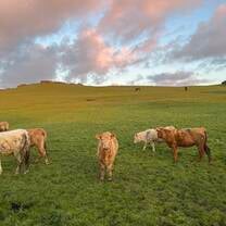cows in doolin