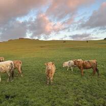 cows in doolin