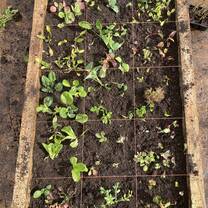 Gardening!