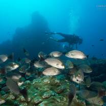 Isla del Caño dive