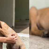 Volunteer with dog 