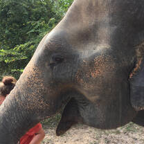 Elephant Project