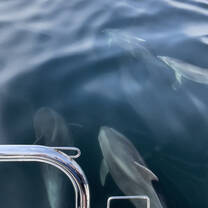 Dolphins on our fishing trip