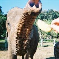 You HAVE TO visit an Elephant Sanctuary; we were able to visit this one in Chiang Mai over a long weekend! We fed, bathed, and learned more about one of Thailand's most amazing creatures(: