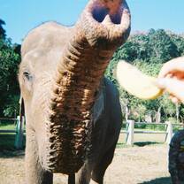 You HAVE TO visit an Elephant Sanctuary; we were able to visit this one in Chiang Mai over a long weekend! We fed, bathed, and learned more about one of Thailand's most amazing creatures(: