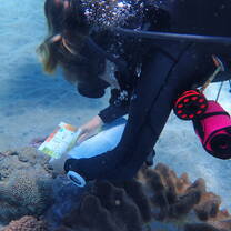 Coral Watch in Crystal Bay