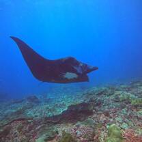 Manta