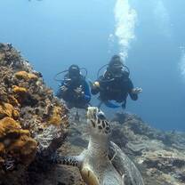 Turtle