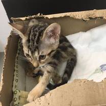 Little Kitten