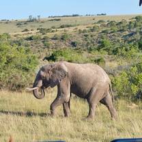 Safari