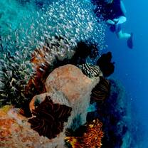 Diving in Nusa Lembongan