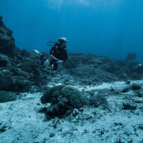 Dive at Toyapakeh