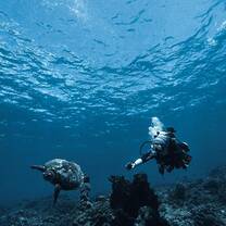 Getting turtle IDs