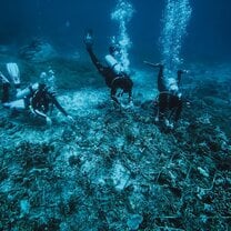 Coral conservation work 