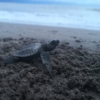 Liberación de crías de tortuga golfina