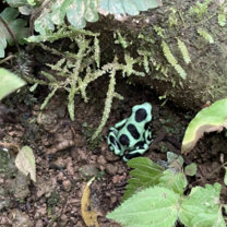 One of many Poison Dart Frog species in the Bocas del Toro Archipelago