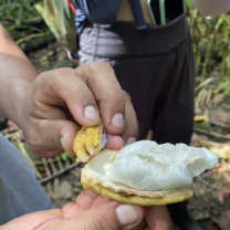 Cacao!